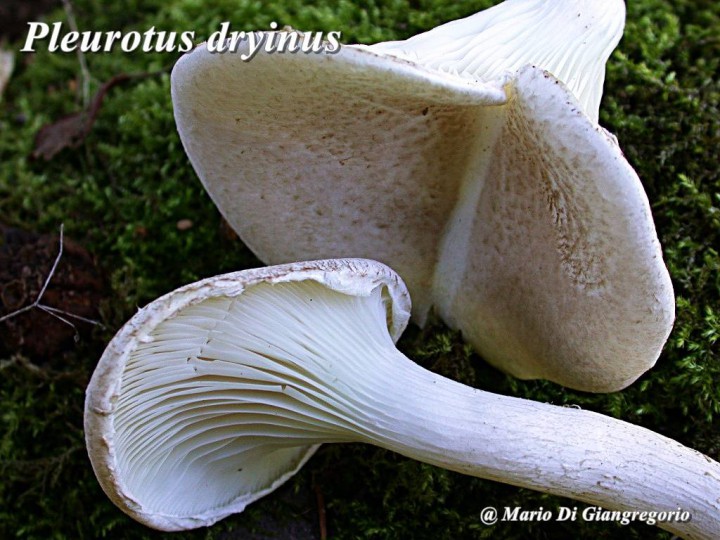 001 Pleurotus dryinus    Paille       ROLY   9 oct 2010 182-redim1024.jpg