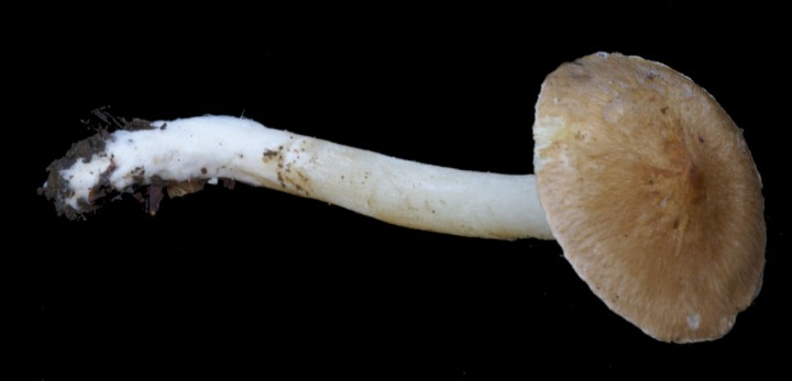 Hygrophorus03.JPG