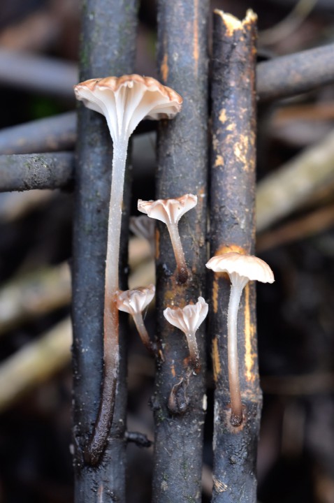 _DSC0340.jpeg