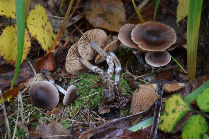 DSC_0102.JPG