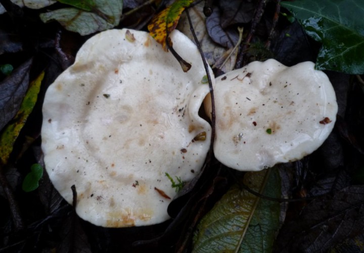 copie de L1240984.JPG