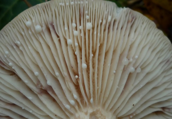 copie de L1240310.JPG