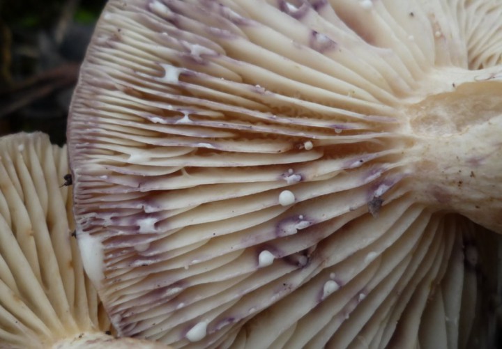 copie de L1240380.JPG