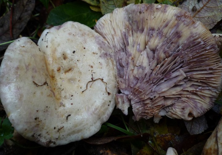 copie de L1240315.JPG