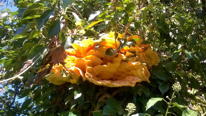 WP_20160906_002.jpg