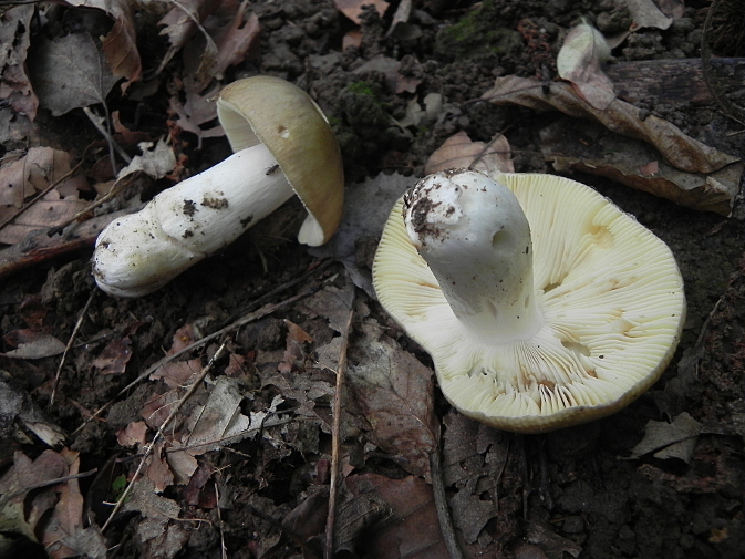 DSCN9687b.JPG