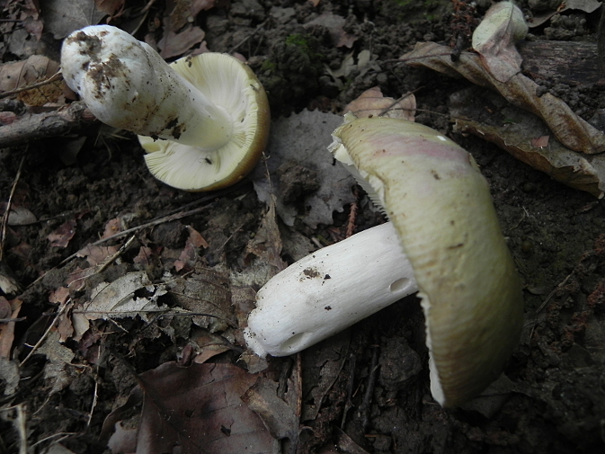 DSCN9688b.JPG