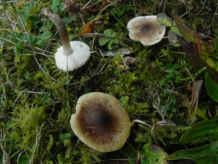 Lepiote-parc-royal.JPG