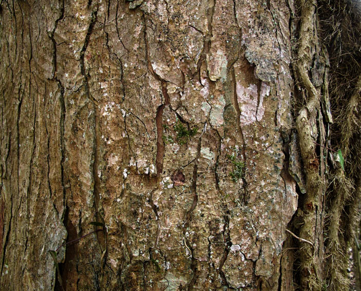 Acer pseudoplatanus Monvau 16-3-11 007.jpg