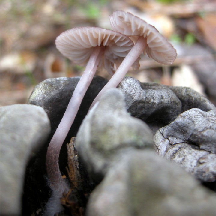 Cliquer sur l'image pour agrandir