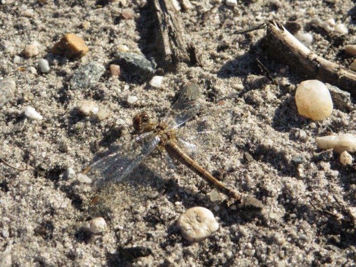 31 OCTOBRE 2016 (1) le sympetrum fascié femelle.jpg