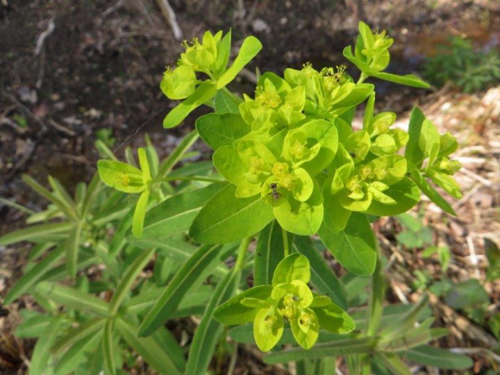 AVRIL 2016 (80) Euphorbe des bois ps sur.jpg