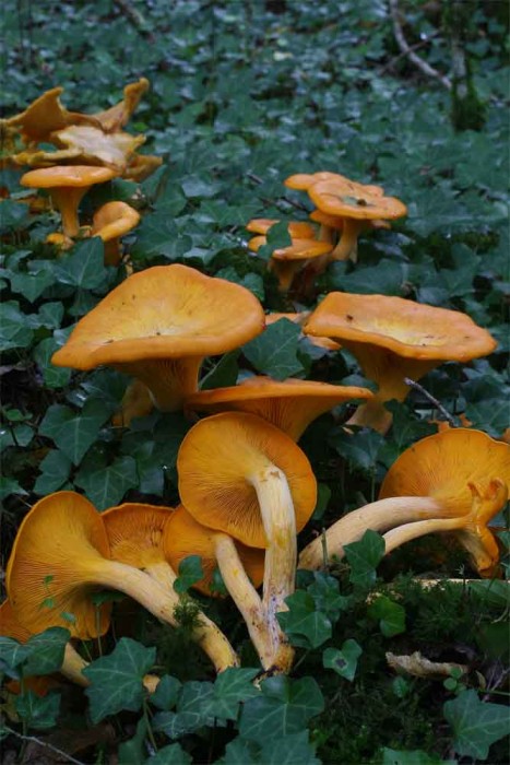 omphalotus1.jpg