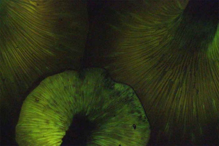 omphalotus.jpg