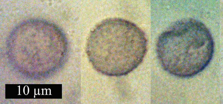 Myxo 11-4bSp-Azille-12 2016-LG.jpg