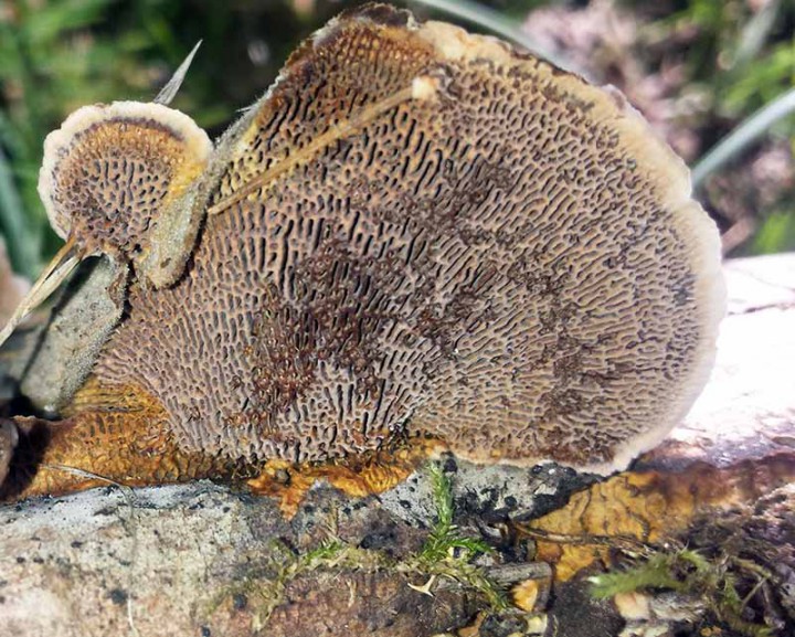 CH 63-2aPore-Cesseras-02 2017-LG.jpg