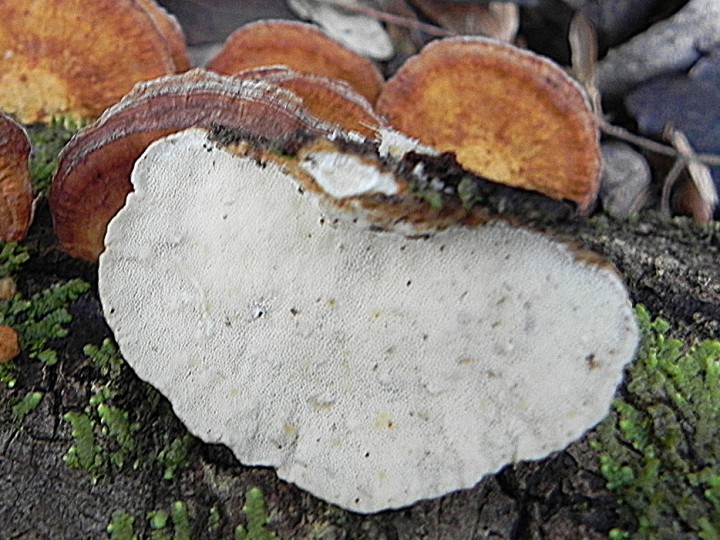 DSCN8086c.JPG