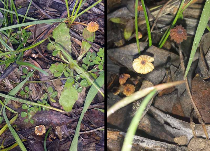 marasmius corbariensis-1bPort-Cesseras-01 01 2017-LG.jpg