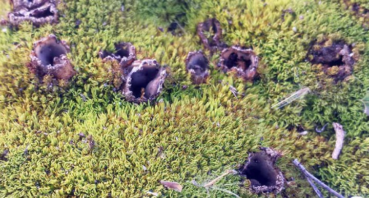 Pezize sp-1b-Gruissan-7 03 2017-LG.jpg