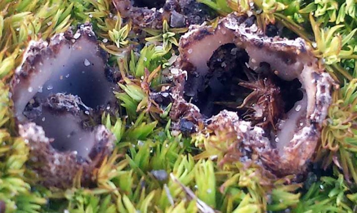 Pezize sp-1c-Gruissan-7 03 2017-LG.jpg