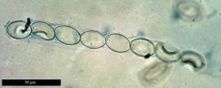 Pezize sp-2aAsque-Gruissan-7 03 2017-LG.jpg