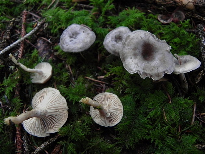 DSCN1559b.JPG
