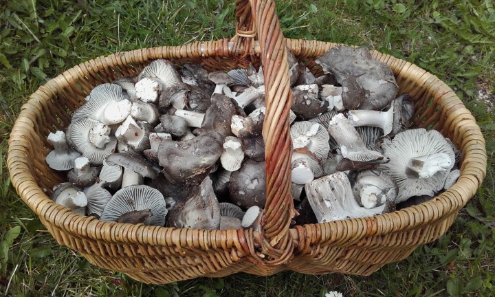 Marzuolus_recolte_25_3_2017.jpg