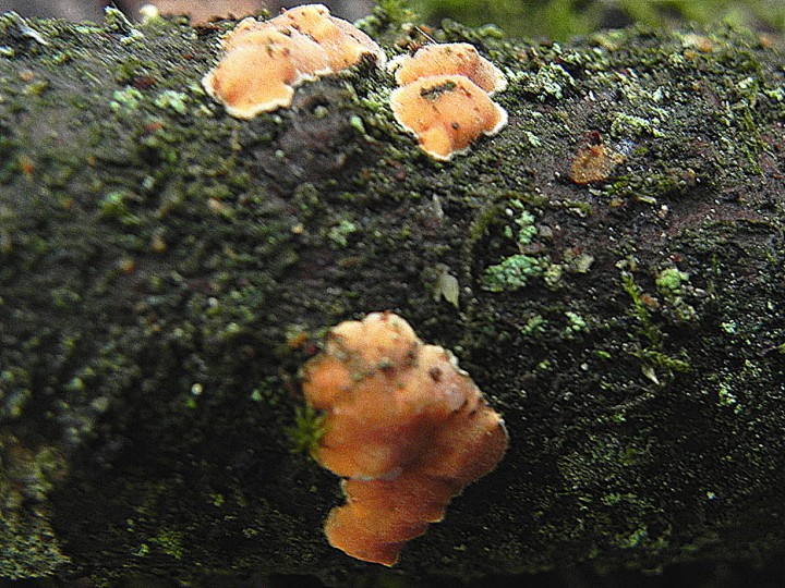 DSCN8153b.JPG