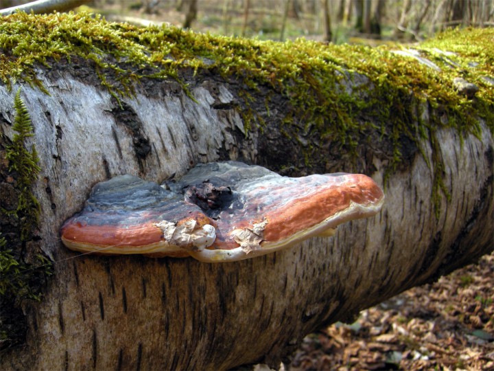 Beau &quot;pinicole&quot; sur bouleau - Forêt de Montmorency 27.03.17 - Cliquer pour agrandir