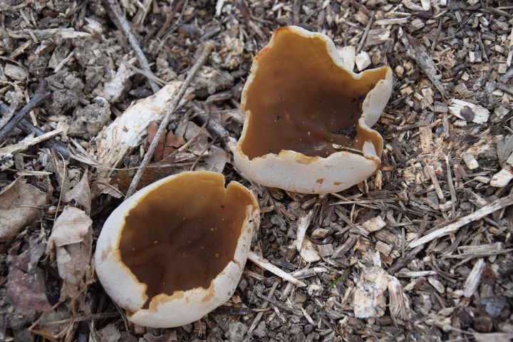 DSC_0174.jpg
