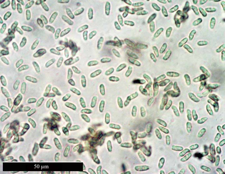 CH 66-6a-PeyriacM-2 04 2017-LG.jpg