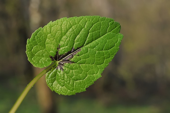 Feuille.jpg