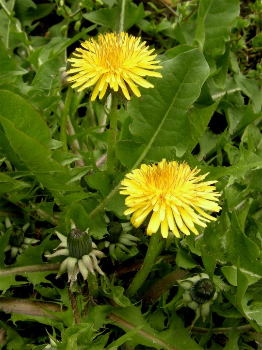 Cliquer sur l'image pour agrandir