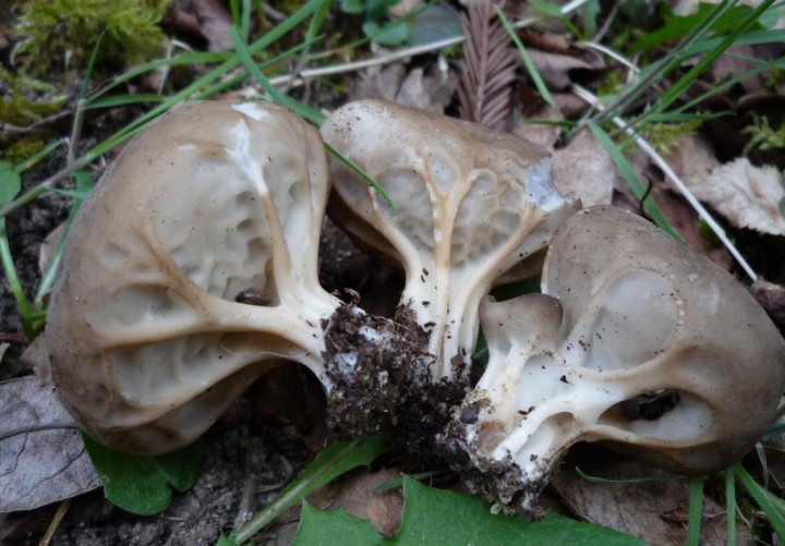 copie de L1250752.JPG