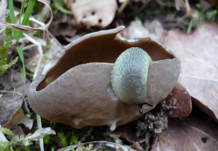 copie de L1250738.JPG