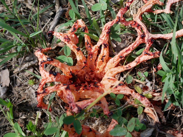 Clathrus.jpg