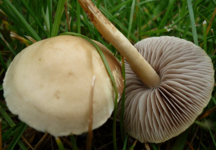 copie de L1250825.JPG