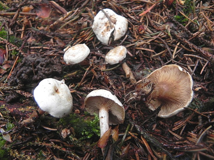 DSCN8817b.JPG