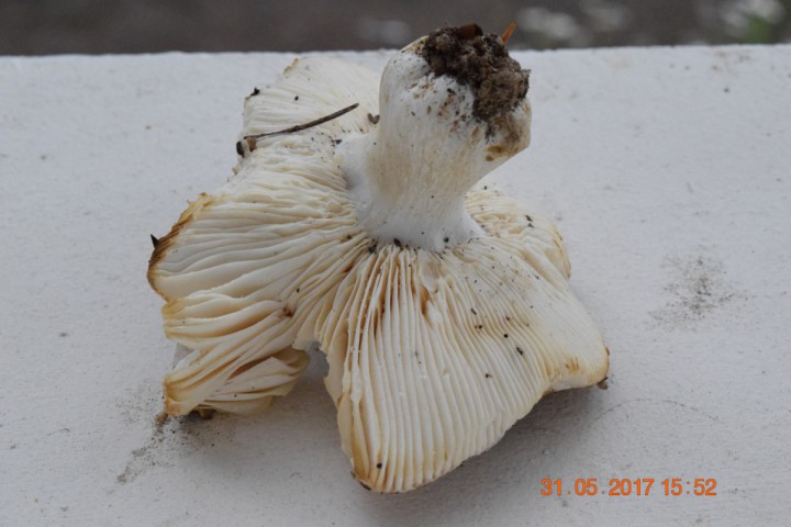 DSC_0034_01_01.JPG