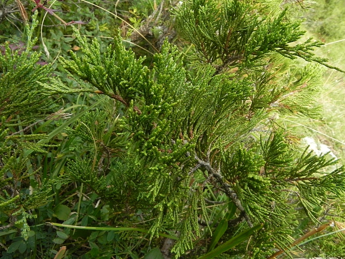 DSCN8529b.JPG