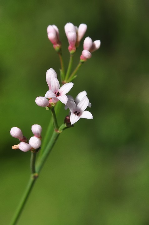 Asperula_cynanchica.jpg