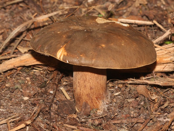 29808-158cepe-bronzé.jpg