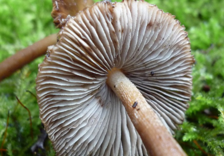 copie de L1260328.JPG