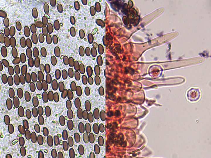 micro.jpg