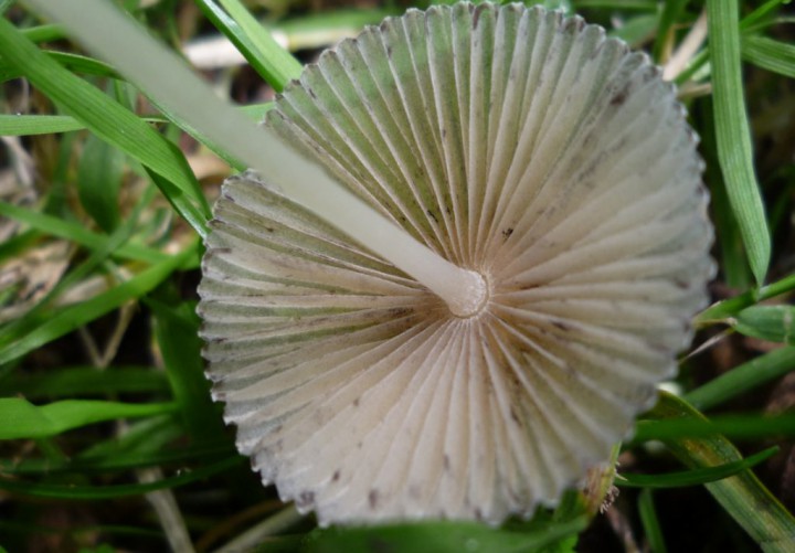 copie de L1260402.JPG