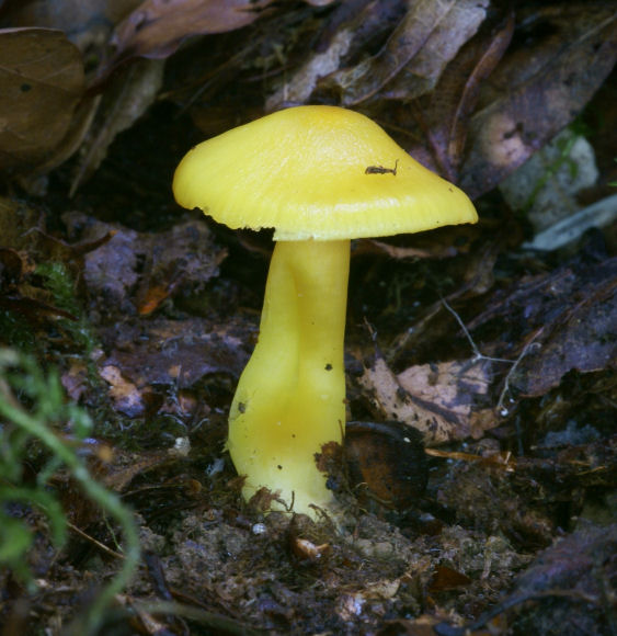 Hygrocybe 01.jpg