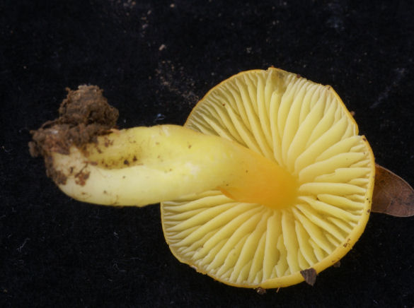 Hygrocybe 02.jpg