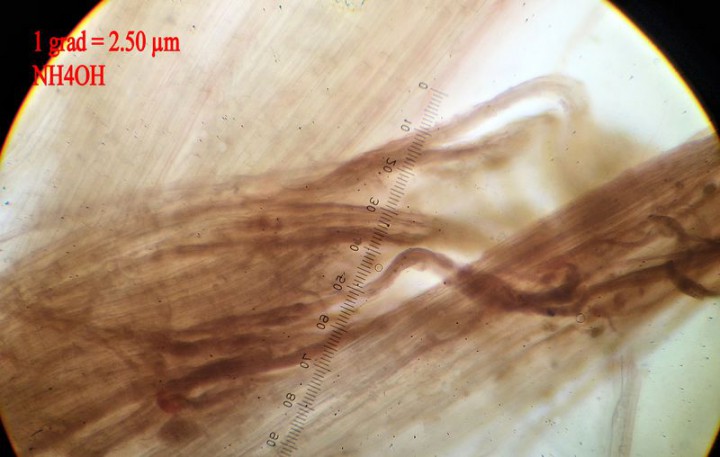 exBhyphescaulinaire1.JPG