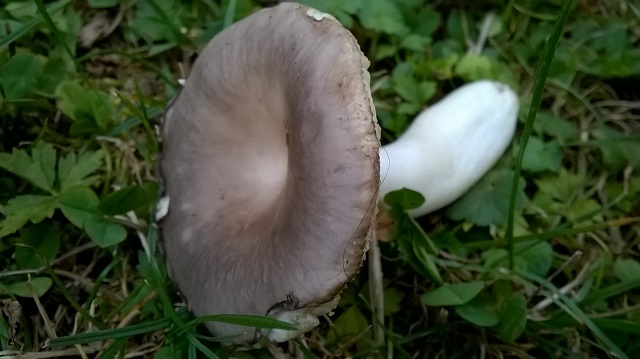 WP_20170727_009.jpg