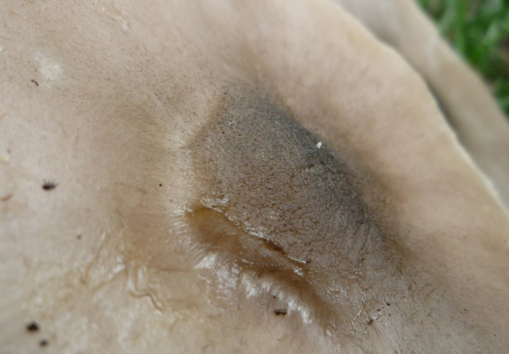 copie de L1260751.JPG